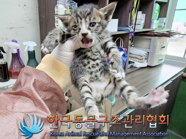 한국동물구조관리협회_411318202300184